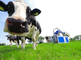 1_Kuh_Plug&Play_IMG_0579_