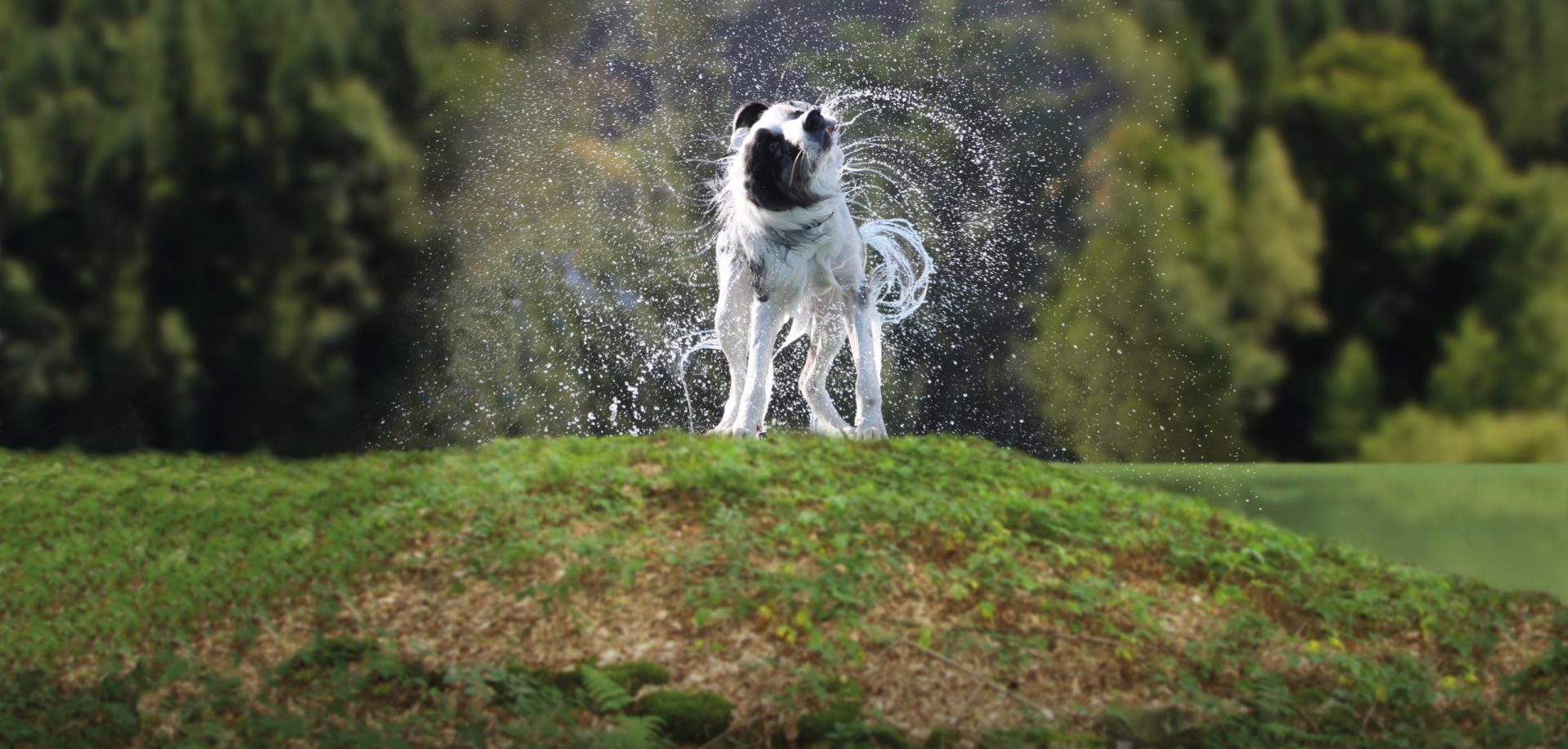 FAN_Hund_ohne Separator