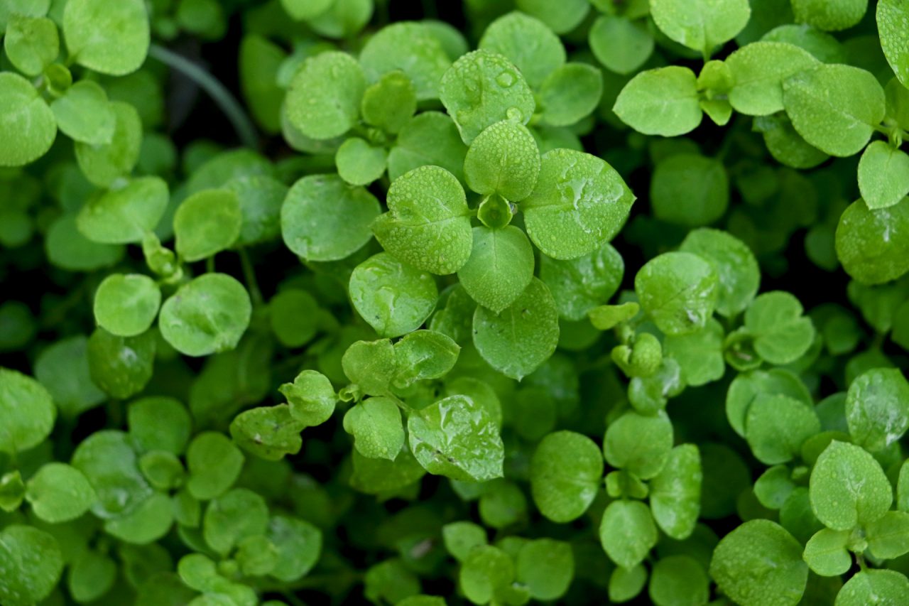 bright-green-leafs-with-shiny-dew-dropsbeautiful-botany-background-with-copy-space-1920x1280