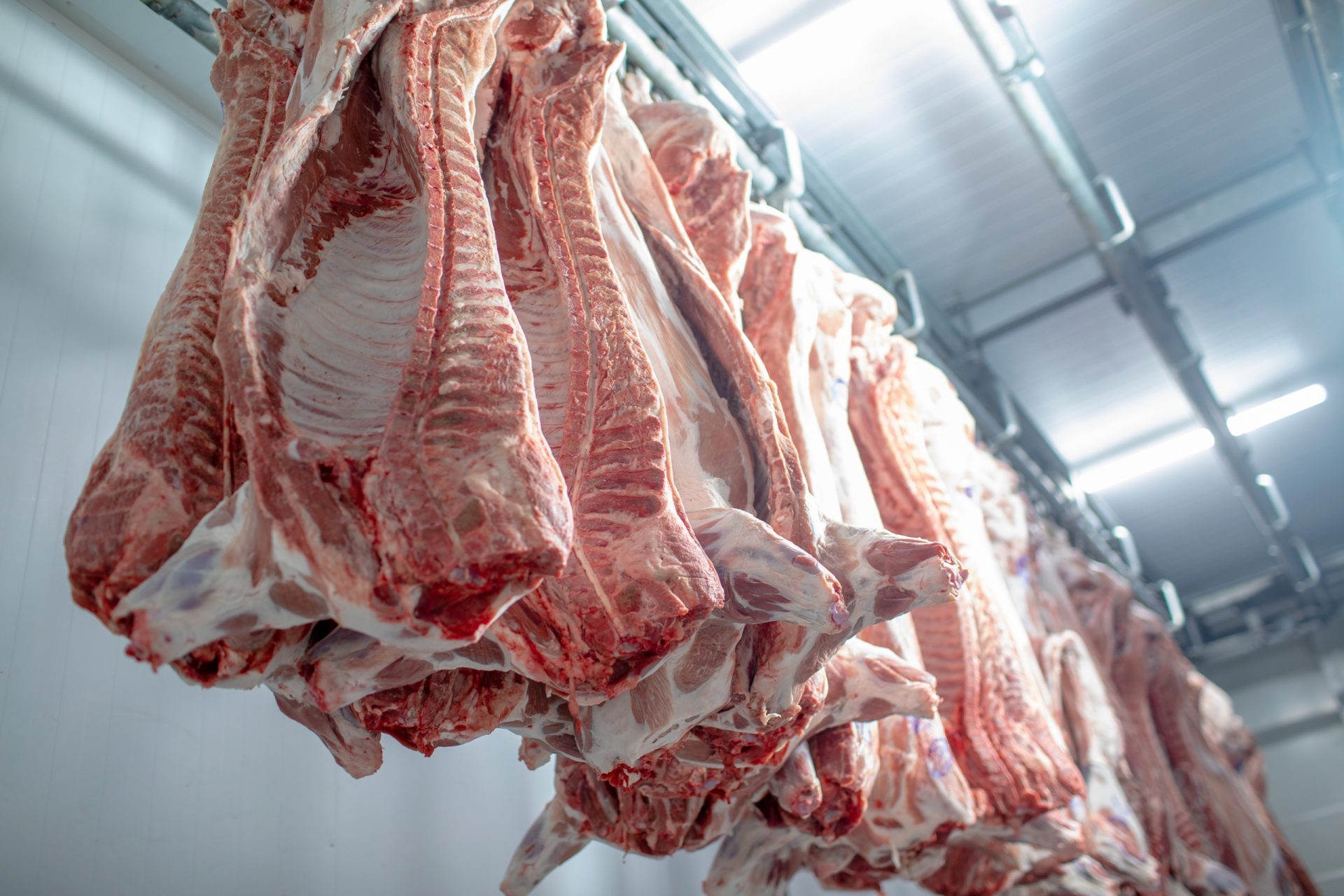 closeup-meat-processing-food-industry-worker-cuts-raw-pig-storage-refrigerator